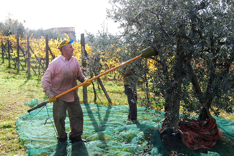 Raccolta-olive-6.jpg