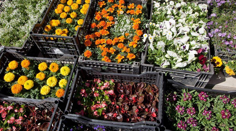 Mostra mercato di piante e fiori