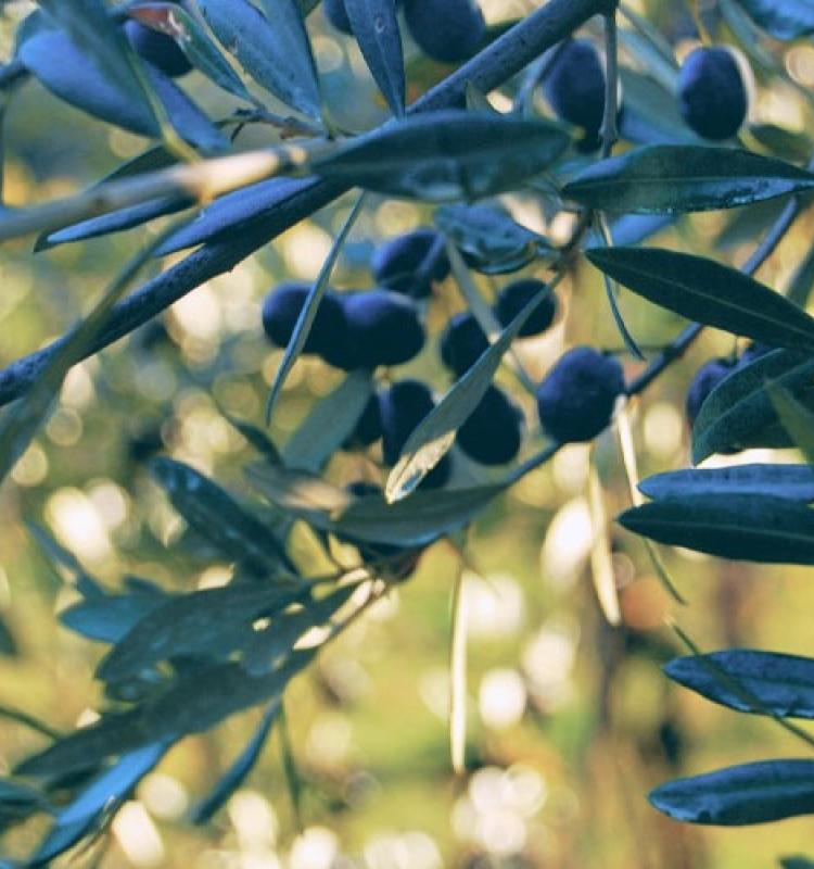 VillailPoggiale_Toscana_olioExtravervine.jpg