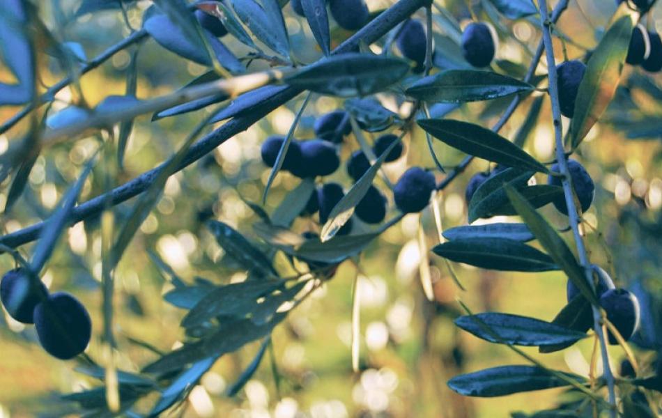 VillailPoggiale_Toscana_olioExtravervine.jpg